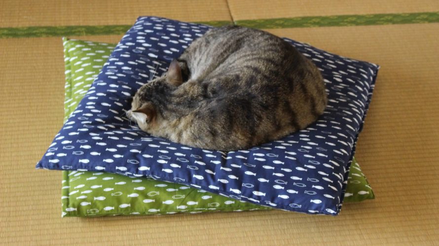 今日のお猫さま