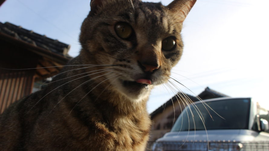 今日のお猫さま