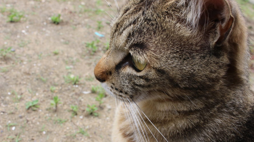 今日のお猫さま