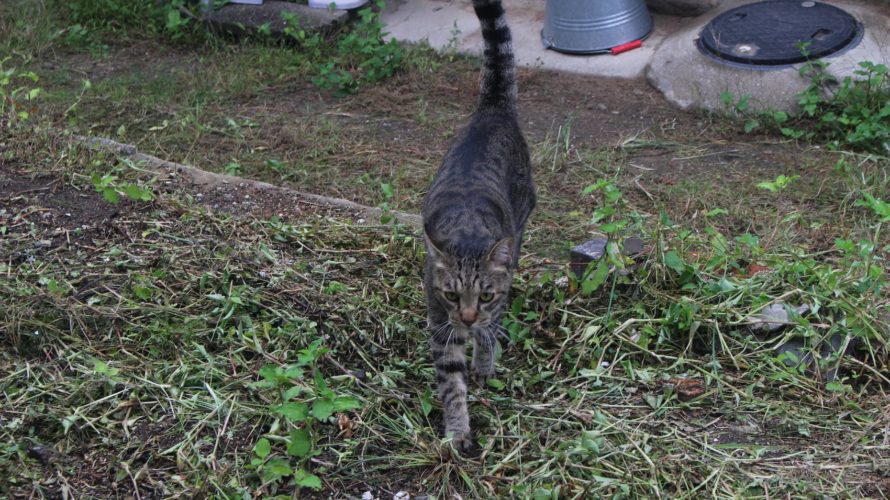 今日のお猫さま