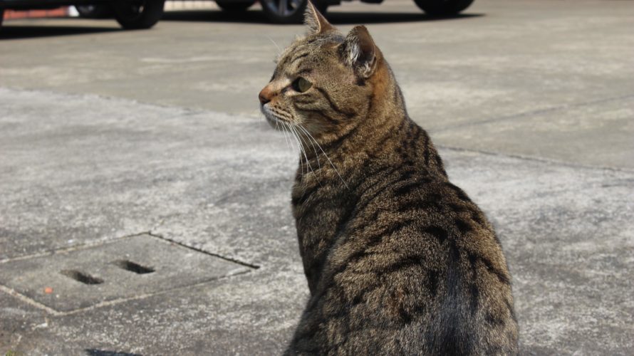 今日のお猫さま