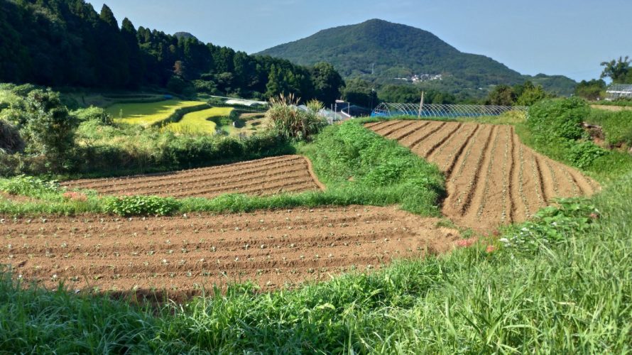 ここから、の、その後③～露地ブロッコリー編～