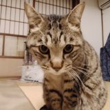 今日のお猫さま