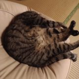 今日のお猫さま